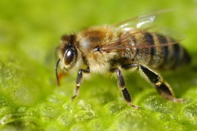 Επικονιαστές, οι δωρητές της ζωής.- Απο τον Στελιο Ταντουρη