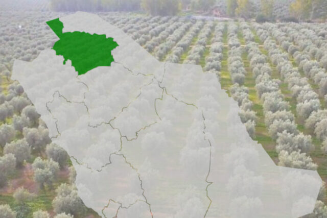 Ο απέραντος βιολογικός ελαιώνας που μπήκε στο βιβλίο των ρεκόρ Γκίνες olivenews