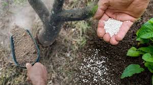 Πότε βάζουμε λίπασμα στα δέντρα;