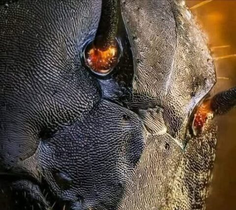 Τα μυρμήγκια δεν  είναι απλώς στρατιώτες…..