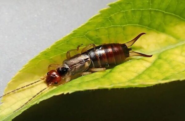 Το έντομο earwig: Τι σημαίνει αν το βρείτε στον κήπο σας