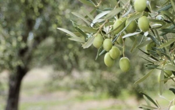 Στην λίστα με τις 10 κορυφαίες ποικιλίες ελιάς στον κόσμο
