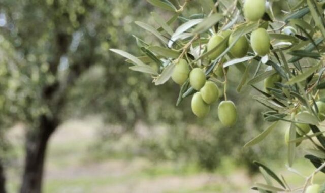 Στην λίστα με τις 10 κορυφαίες ποικιλίες ελιάς στον κόσμο