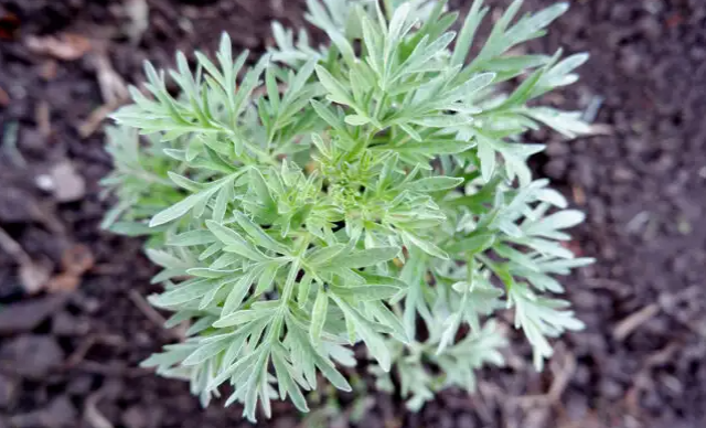 Το κοινό βότανο που καταπολεμά καρκίνου του παχέος εντέρου