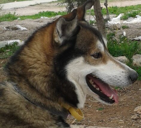 To Τσεχοσλοβάκικο Λυκόσκυλο: Ένας εντυπωσιακός σκύλος