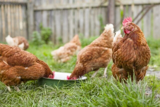 Γιατί στη Γαλλία μοιράζουν δωρεάν κότες – Πώς το να έχεις κοτέτσι κάνει καλό στον πλανήτη