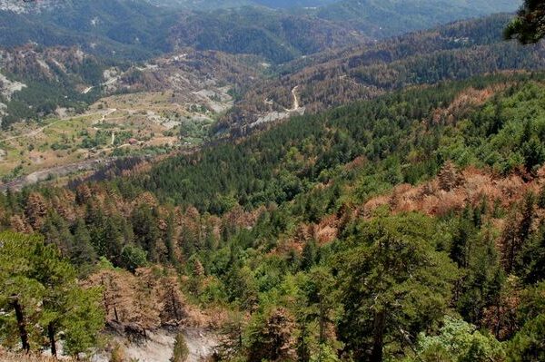 Καταγγέλλει την παράδοση των κρατικών δασών στους ξυλοβιομήχανους