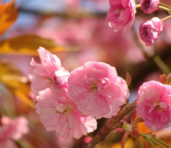 Λογική και Συναίσθημα: Ποιος είναι ο ρόλος τους στη λήψη αποφάσεων;