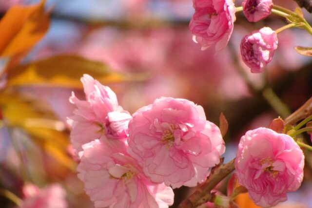 Λογική και Συναίσθημα: Ποιος είναι ο ρόλος τους στη λήψη αποφάσεων;