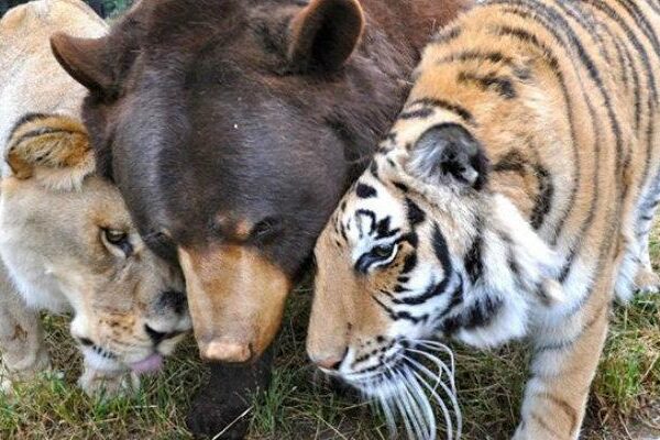 Μια τίγρη, μια αρκούδα και ένα λιοντάρι είναι σαν “αδέλφια” και συνυπάρχουν αρμονικά για περισσότερα από 15 χρόνια