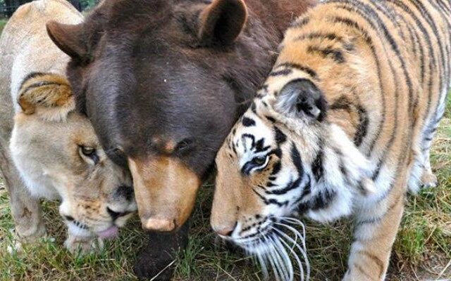 Μια τίγρη, μια αρκούδα και ένα λιοντάρι είναι σαν “αδέλφια” και συνυπάρχουν αρμονικά για περισσότερα από 15 χρόνια