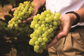 Ρόναν Σέιμπερν: «Η Ελλάδα διαθέτει παγκόσμιας κλάσης ποικιλίες σταφυλιών, που δεν τις βρίσκεις αλλού στον κόσμο»