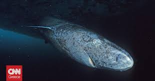 Γιατί οι καρχαρίες της Γροιλανδίας μπορούν να ζουν για αιώνες χωρίς να νοσούν από καρκίνο