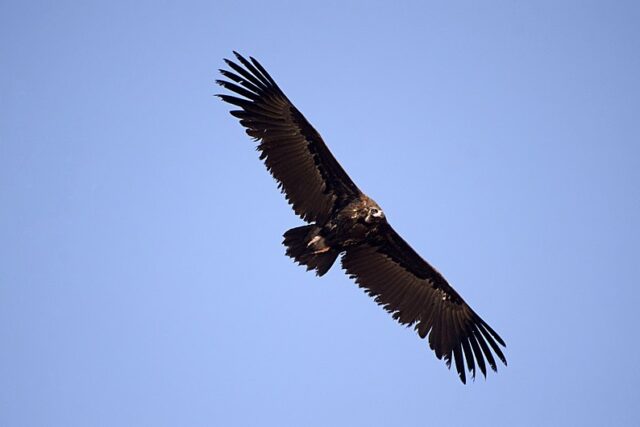 Πληθυσμός-ρεκόρ για τον μαυρόγυπα της Δαδιάς δυο χρόνια μετά την πυρκαγιά