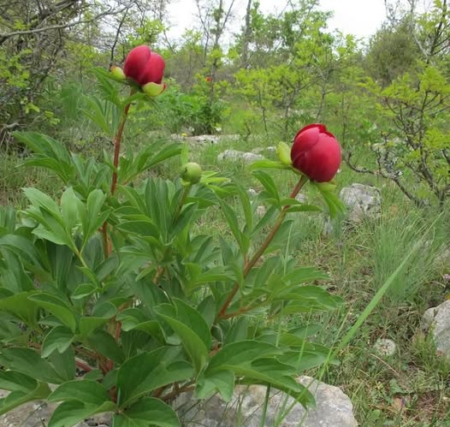 Κυριακή, 4.5.2025, Παιώνιες Κράστας, 10:30, από πλατεία Γιαννακοχωρίου – Απο τον Ηλια Τσεχο