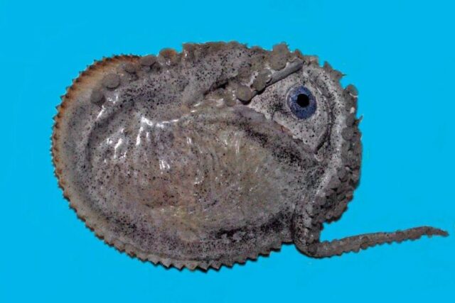 Αργοναύτης