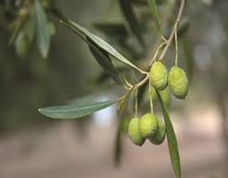 “Καίνε” τις ελιές για να φέρουν τον ήλιο των φωτοβολταϊκών