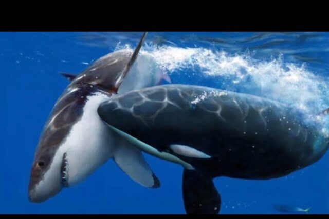 Πρωτοφανείς επιθέσεις – Φάλαινες σκοτώνουν καρχαρίες και αφαιρούν το συκώτι τους με ανατριχιαστική ακρίβεια!