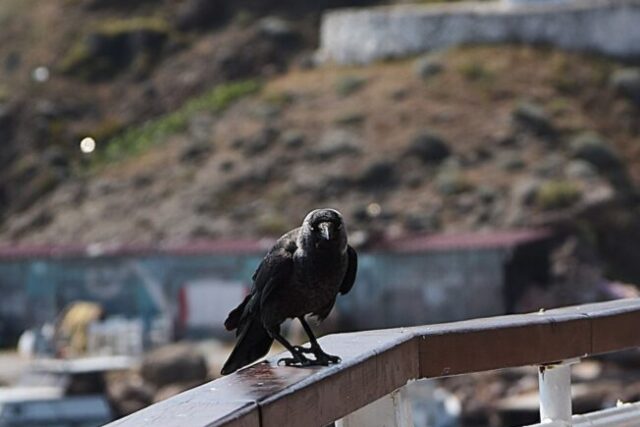 Περιηγήσεις : Τ Ε Ν Ε Δ Ο Σ – Απο τον Μανο Κιλημαντζο