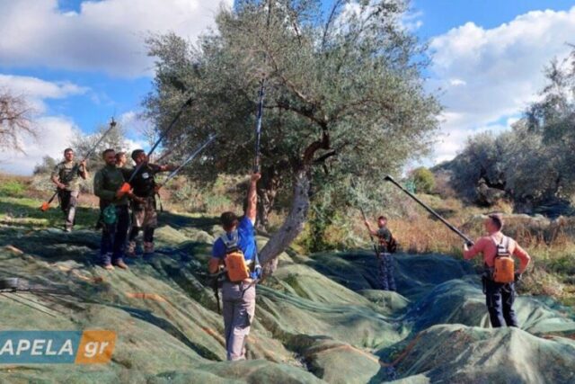 Υποχρεωτική η δήλωση συγκομιδής ελιάς – Πρόστιμα έως και 5.000 ευρώ