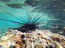 Κατακλύζει τις βραχώδης ακτές της Αργολίδας αχινός από το Σουέζ με αγκάθια πάνω από 30 εκατ.