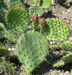 ΦΥΣΙΚΑ ”ΟΠΛΑ” ΚΑΤΑ ΤΗΣ ΠΑΧΥΣΑΡΚΙΑΣ