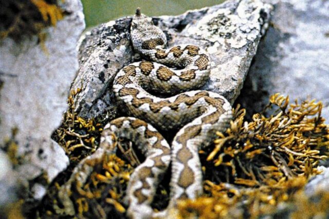 WWF: Από ποια φίδια κινδυνεύουμε στην Ελλάδα – Πώς να αντιδράσουμε αν δούμε ή μας δαγκώσει φίδι