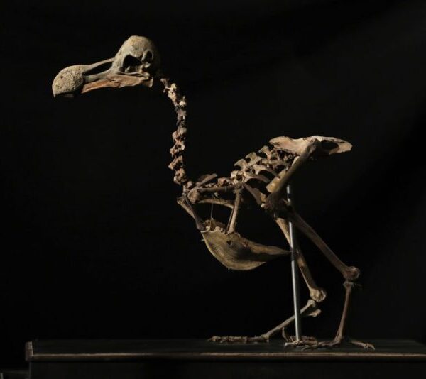 Επιστήμονες ξαναζωντανεύουν το εξαφανισμένο θρυλικό πτηνό