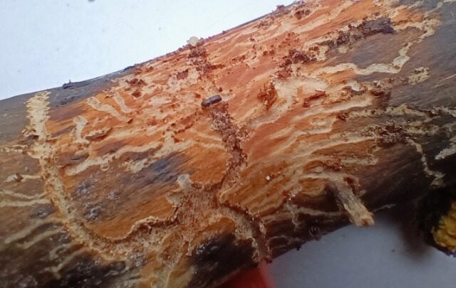 Καρχαρίες στα ελληνικά δάση