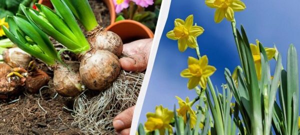 Οι κηπουροί παροτρύνουν να φυτέψετε νάρκισσους τον Σεπτέμβριο: δεν θα υπάρξει καλύτερη στιγμή