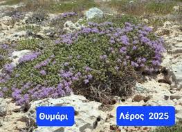 ΘΥΜΑΡΙ: Το “Οικόσημο” των νησιών μας …….. Απο τον Ηλία Γιαννακόπουλο