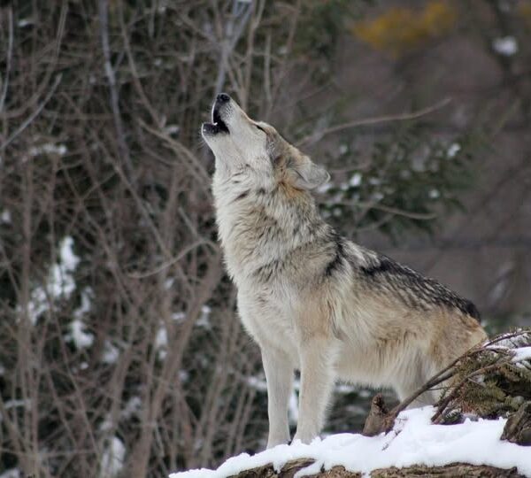 Εμφάνιση Λύκου στο Αιγάλεω Όρος (πλευρά Ποικίλου).