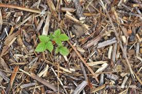 Πώς τα “κλαδέματα” γίνονται ενέργεια;