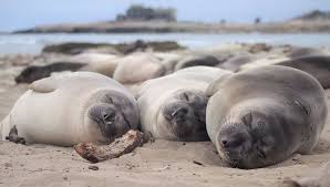 Ανταρκτική: Οι θαλάσσιοι ελέφαντες αποδεκατίστηκαν από τη γρίπη των πτηνών