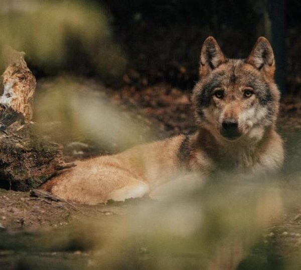 Καλλιστώ προς κατοίκους Ιπποκρατείου: «Οι λύκοι δεν φεύγουν από την Πάρνηθα» – Μόνη λύση η συνύπαρξη