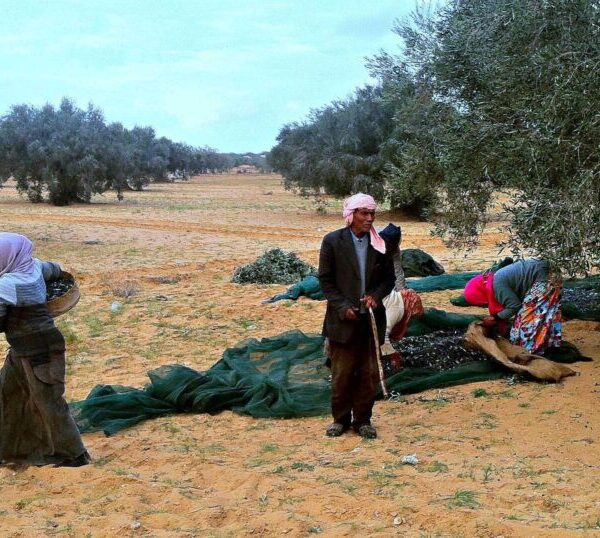 Το ελληνικό ελαιόλαδο σε κίνδυνο – και η κυβέρνηση κοιτάει αλλού