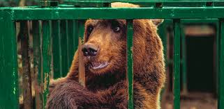 Η Νότια Κορέα σταματά την εκτροφή αρκούδων για τη χολή