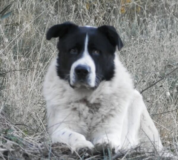 Ποίηση : Δημήτρης Τσουβαλης ΄΄ΠΡΟΤΑΣΗ ΑΠΟΚΑΤΑΣΤΑΣΗΣ ΒΑΝΔΑΛΙΣΜΟΥ ΠΛΑΤΕΙΑΣ ΄΄