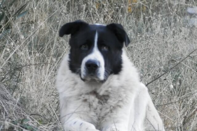 Ποίηση : Δημήτρης Τσουβαλης ΄΄ΠΡΟΤΑΣΗ ΑΠΟΚΑΤΑΣΤΑΣΗΣ ΒΑΝΔΑΛΙΣΜΟΥ ΠΛΑΤΕΙΑΣ ΄΄