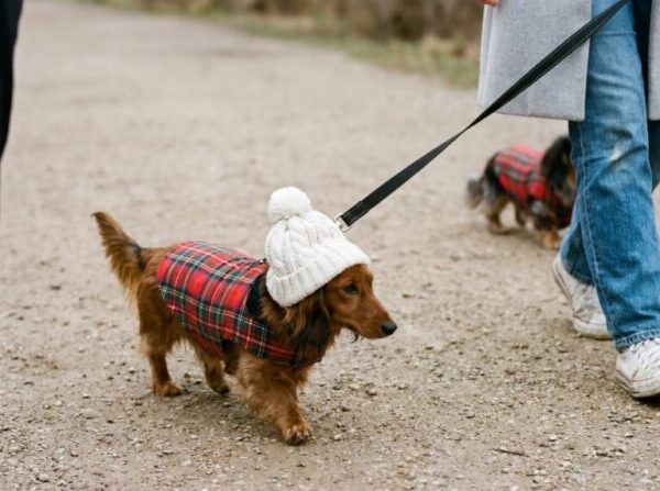 5 πράγματα που αλλάζουν στη συμπεριφορά του κατοικιδίου μας τον χειμώνα- Πότε πρέπει να ανησυχήσουμε