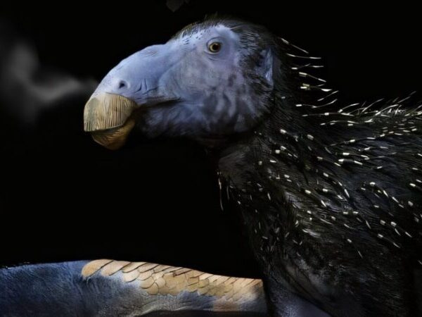 Ο αιχμηρός δεινόσαυρος από την Κίνα ξαναγράφει το σενάριο