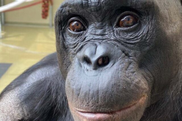 Οι πίθηκοι έχουν φαντασία και μπορούν να παίξουν «προσποίηση»