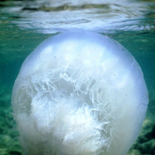 1.500.000 ευρώ για να τοποθετηθούν δίχτυα προστασίας λουόμενων από μέδουσες