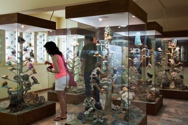 Επίσκεψη στο Μουσείο Φυσικής Ιστορίας Κωτσιομύτη