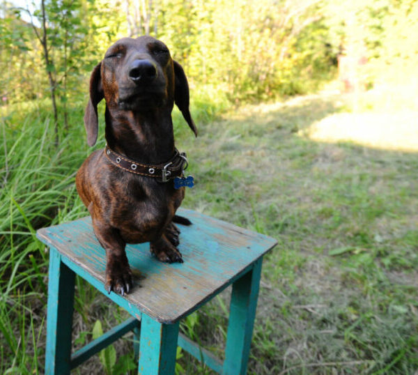 5 μύθοι για τη φροντίδα των κατοικιδίων μας που θα μπορούσαν να τους κάνουν κακό