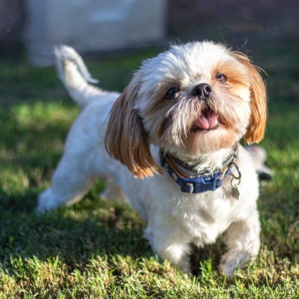 φυλές σκύλων : Κάποιες θα σας εκπλήξουν