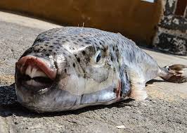 Νικητιάδης προς Τσιάρα: Οι κλειστές κομματικές συσκέψεις δε λύνουν το πρόβλημα του λαγοκέφαλου