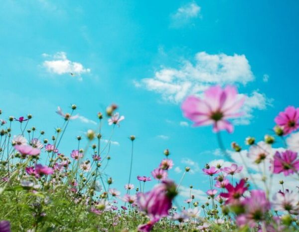 Εσωτερική Άνοιξη ……….. Της  Βικτωρίας Δικαιοπούλου