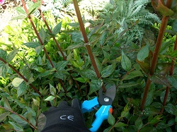 Κλάδεμα δέντρων και θάμνων