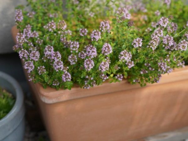 Το φυτό που ανθίζει, μοσχοβολά και κρατά μακριά τα κουνούπια από τον κήπο σας